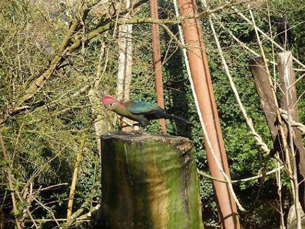 149 BIO PARC DE DOUE LA FONTAINE 1- 2016_000068.jpg